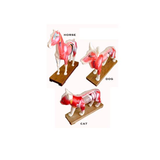 Picture of Animal Models